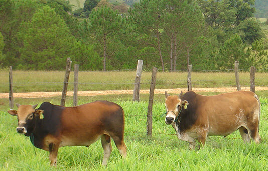 Development of the bush meat database in the rural area in center part of Lao PDR