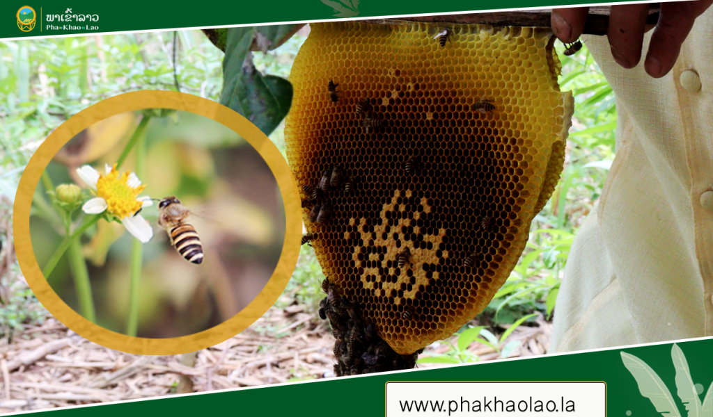 Here’s Everything You Need to Know About Saving the Bees