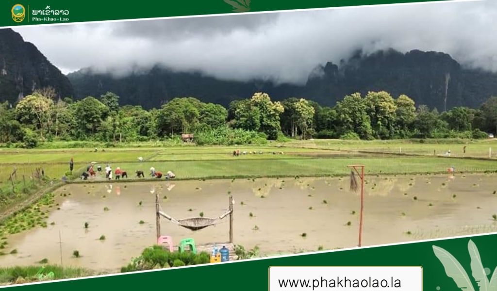 Research institute develops three new hardy rice strains