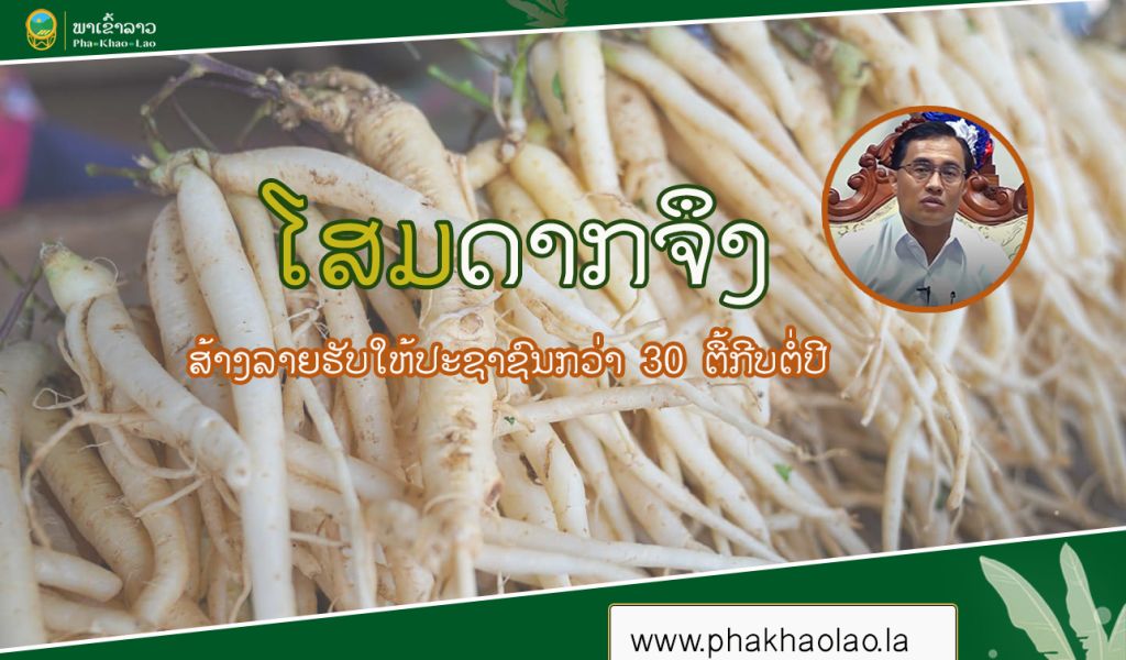 ໂສມ ສ້າງລາຍຮັບທີ່ດີໃຫ້ປະຊາຊົນເມືອງດາກຈຶງກວ່າ 30 ຕື້ກີບຕໍ່ປີ