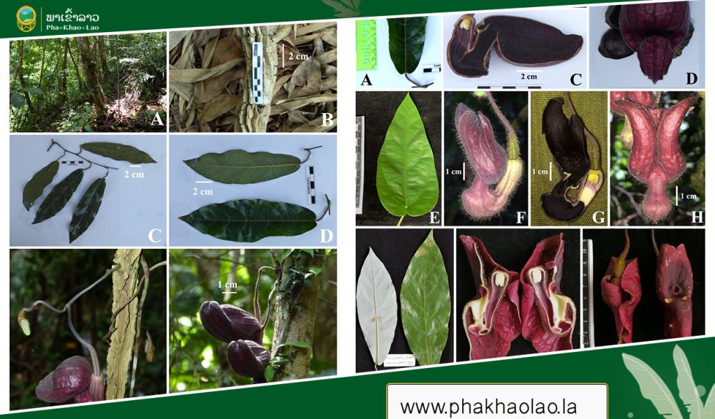 ພົບພືດຊະນິດໃໝ່ຂອງໂລກ ຈາກເມືອງພູກູດ ແຂວງຊຽງຂວາງ